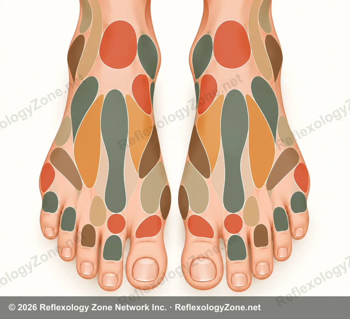 Abstract illustration of the tops of both feet with reflexology zones mapped in warm terracotta, sage and gold.